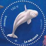 2026_b_cetaces-belouga_v.jpg