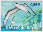 2007_b_animaux-outre-mer-petrel_v.jpg
