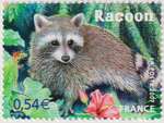 2007_b_animaux-outre-mer-racoon_v.jpg